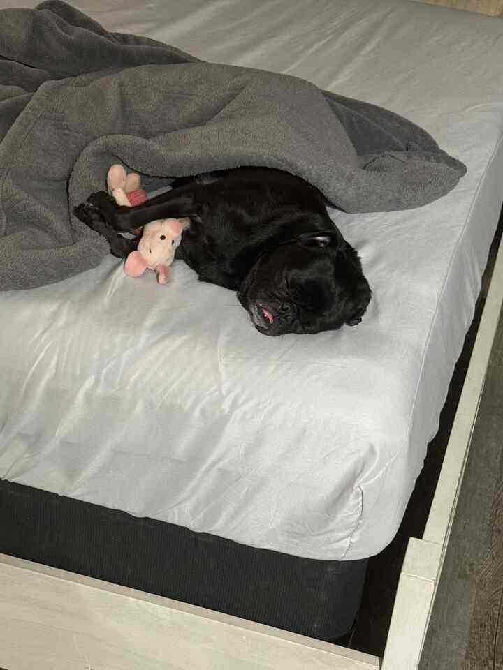 Light gray toned bedroom with a white bed and gray blanket at center, featuring a black dog sleeping with a pink plush toy for a cozy ambiance