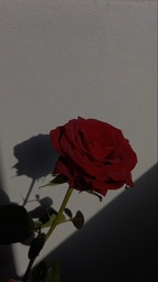 _hollykmuse님의 프로필 이미지