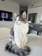 cozycatcorner님의 프로필 이미지